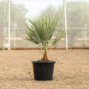 Brahea Super Silver ejemplar con hojas azul plateado cultivado en NaturPalm Reus