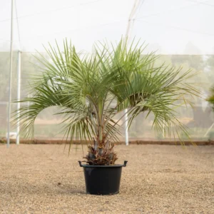 Butia Odorata ejemplar con tronco formado cultivado en vivero NaturPalm Reus