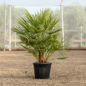 Chamaerops Humilis ejemplar multitronco cultivado en vivero NaturPalm Reus