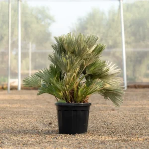 Chamaerops Vulcano ejemplar compacto cultivado en vivero NaturPalm Reus