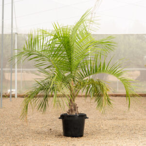 Butyagrus nabonnandii palmera mula hibrida cultivada en vivero NaturPalm