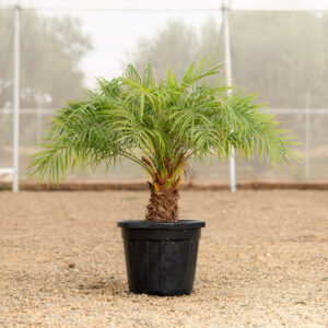 Phoenix Roebelenii palmera datilera enana cultivada en vivero NaturPalm