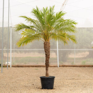 Phoenix Roebelenii palmera datilera enana cultivada en vivero NaturPalm