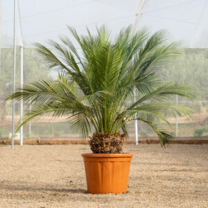 Macrozamia Moorei cicada australiana gigante con hojas arqueadas en NaturPalm