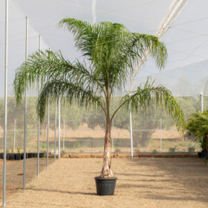Syagrus Romanzoffiana palmera reina con tronco liso cultivada en NaturPalm