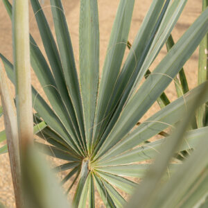 Bismarckia Nobilis palmera de Madagascar con hojas plateadas en NaturPalm