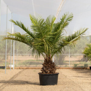 Jubaea Chilensis palma chilena ejemplar joven cultivado en NaturPalm
