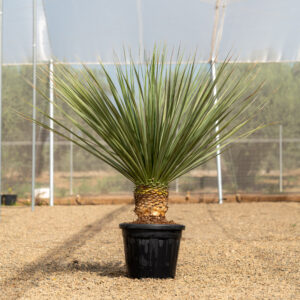 Nolina Nelsonii nolina azul con hojas plateadas arqueadas en NaturPalm