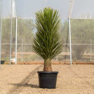 Yucca Filifera yuca gigante arborea con tronco masivo en NaturPalm