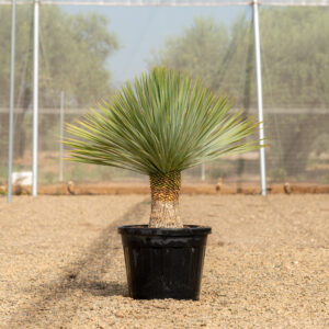 Yucca Rostrata yuca azul con esfera de hojas plateadas en NaturPalm