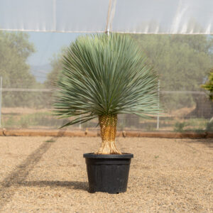 Yucca Rostrata yuca azul con esfera de hojas plateadas en NaturPalm