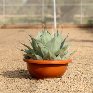 Agave Ovatifolia agave ballena roseta gris azulado en NaturPalm