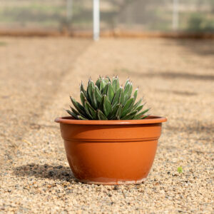 Agave Victoria Reginae roseta compacta con marcas blancas en NaturPalm