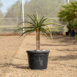 Aloe Hercules aloe arboreo gigante con tronco en NaturPalm