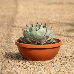 Agave Parryi Truncata roseta compacta gris azulado en NaturPalm