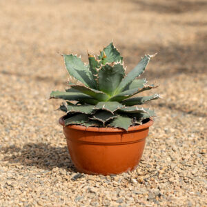 Agave Titanota Green roseta compacta con dientes blancos en NaturPalm