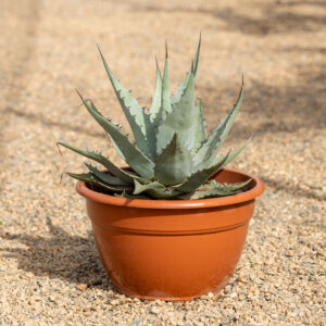 Agave Havardiana roseta gris plateado compacta en NaturPalm