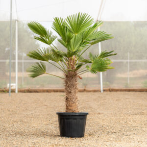 Trachycarpus Wagnerianus ejemplar con tronco fibroso cultivado en NaturPalm